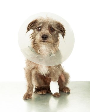 Küçük köpek koni giyen yaralı