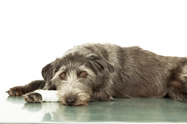 Cão triste com perna ferida — Fotografia de Stock