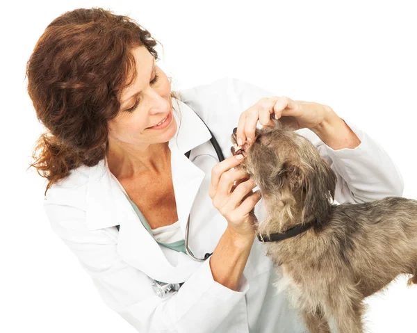 Veterinären undersöker tänderna av liten hund — Stockfoto