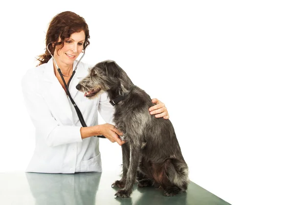 Veterinarian with stethoscope and dog — Stock Photo, Image