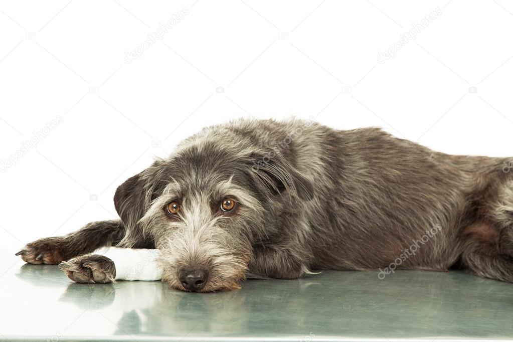 Sad Dog With Injured Leg Stock Photo Adogslifephoto 73375037 how-do-you-tell-if-a-dogs-leg-is-broken-or-sprained