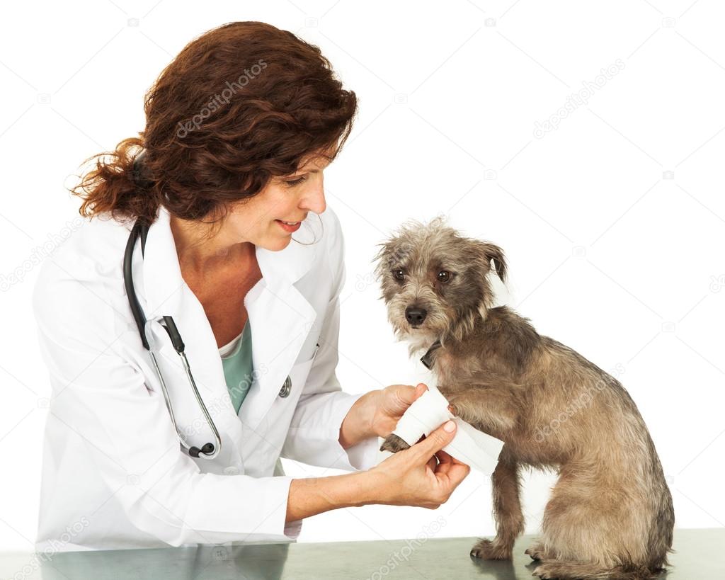 adogslifephoto