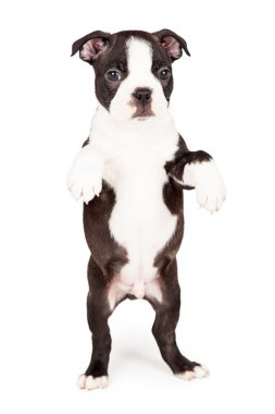 Boston Terrier köpek yavrusu yalvarıyor
