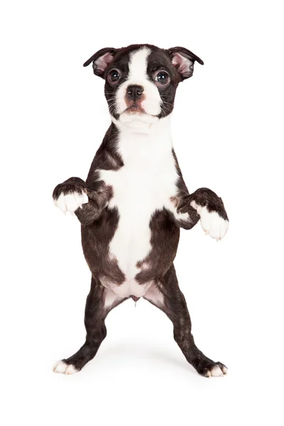 Boston Terriër Puppy bedelen — Stockfoto