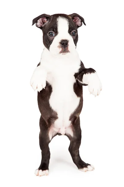 Boston Terrier valp tiggeri — Stockfoto