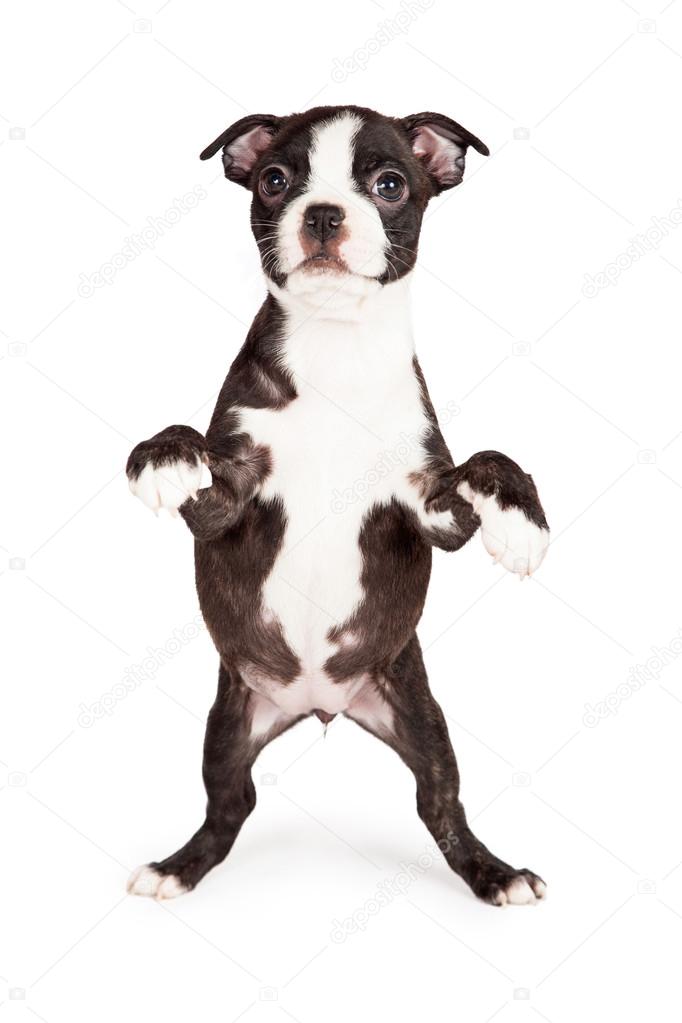 Boston Terrier Puppy Begging — Stock Photo © adogslifephoto #73782507