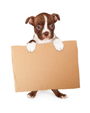 Boston Terrier köpek yavrusu holding karton
