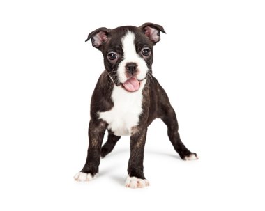 Boston Terrier yavru ağzı açık olan