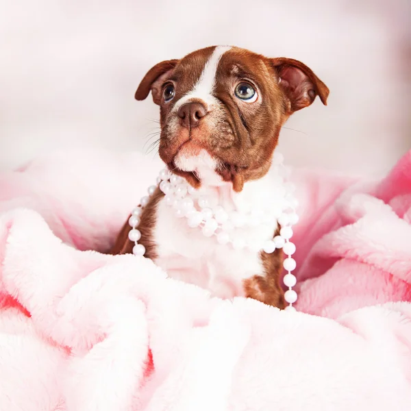 Boston terrier köpek yavrusu inci giyiyor — Stok fotoğraf