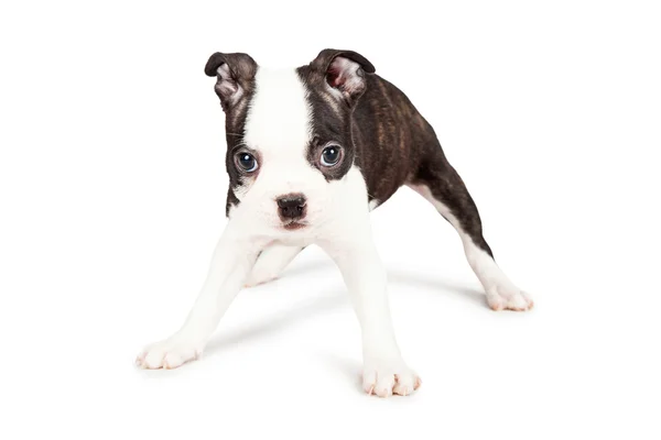 Pequeno cachorro Boston Terrier — Fotografia de Stock