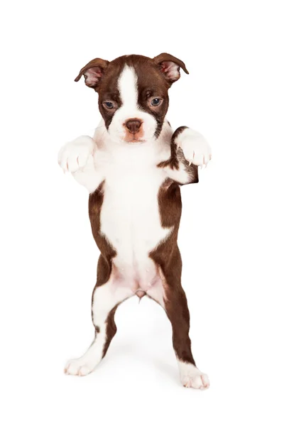Boston Terrier cachorro mendicidad — Foto de Stock