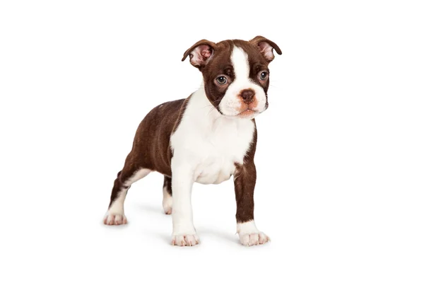 Bruin Boston Terriër Puppy — Stockfoto