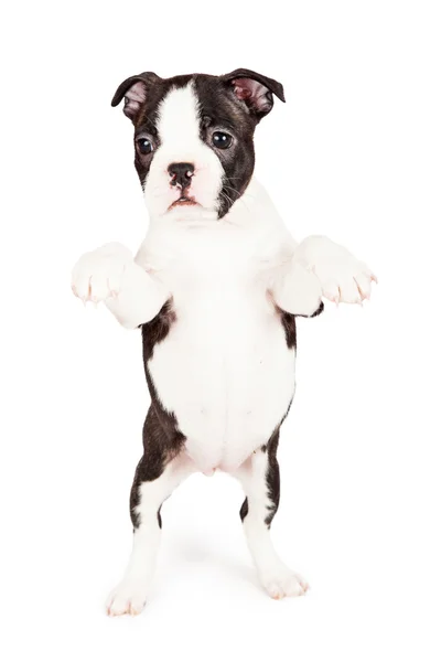 Boston Terrier puppy  begging — Stock Photo, Image