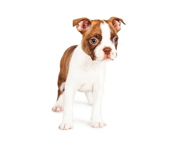 Boston terrier cucciolo — Foto Stock