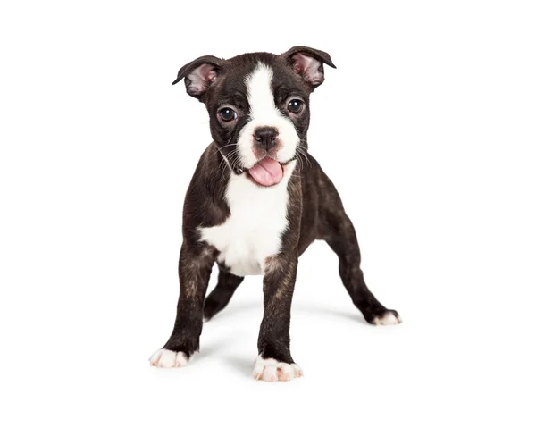 Boston Terrier yavru ağzı açık olan — Stok fotoğraf