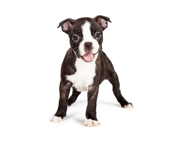 Boston Terrier Welpe mit offenem Maul — Stockfoto