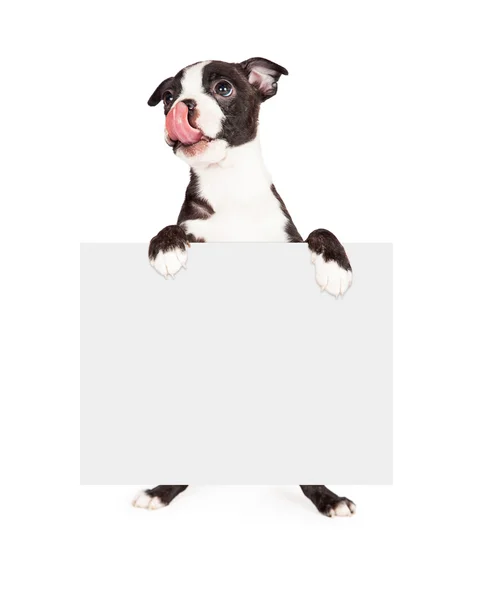 Cachorro lamiendo labios y sosteniendo signo —  Fotos de Stock