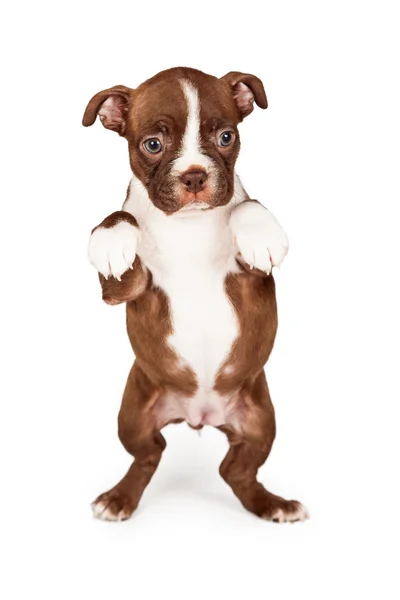 Boston Terrier valp tiggeri — Stockfoto