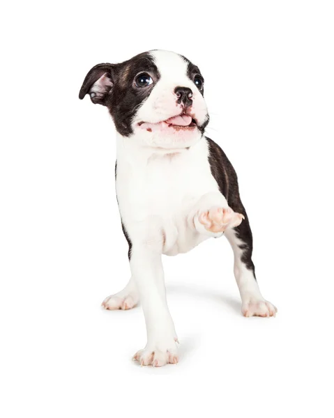 Boston Terrier cucciolo di sollevamento gamba — Foto Stock