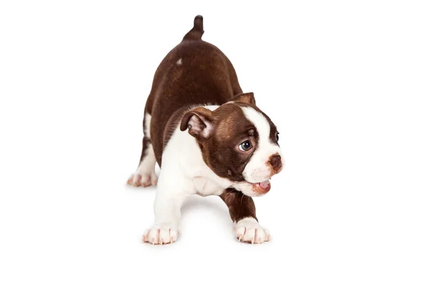Playful Boston Terrier Puppy Dog — Stock Photo, Image