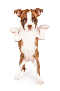 Boston Terrier puppy standing up clipart