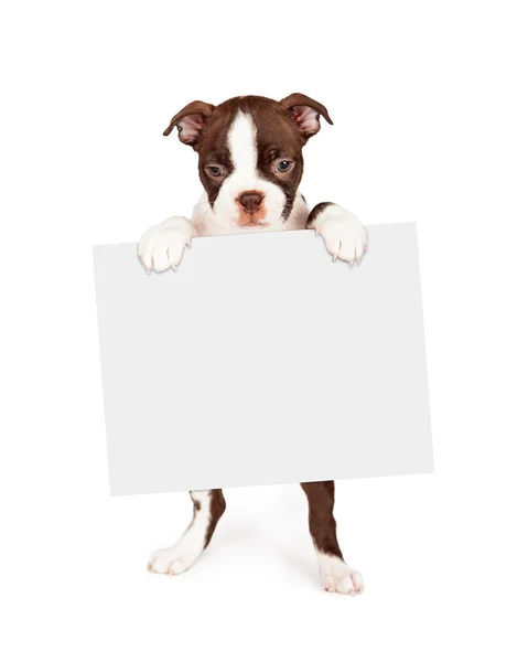 Boston Terrier cachorro segurando sinal em branco — Fotografia de Stock
