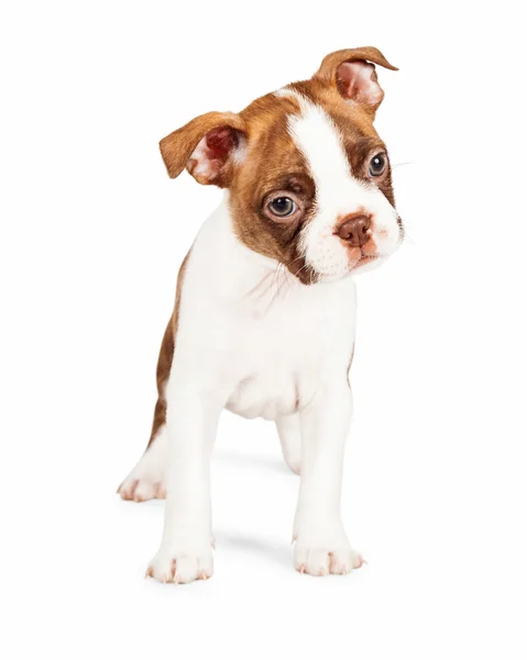 Boston Terrier chiot inclinant la tête — Photo