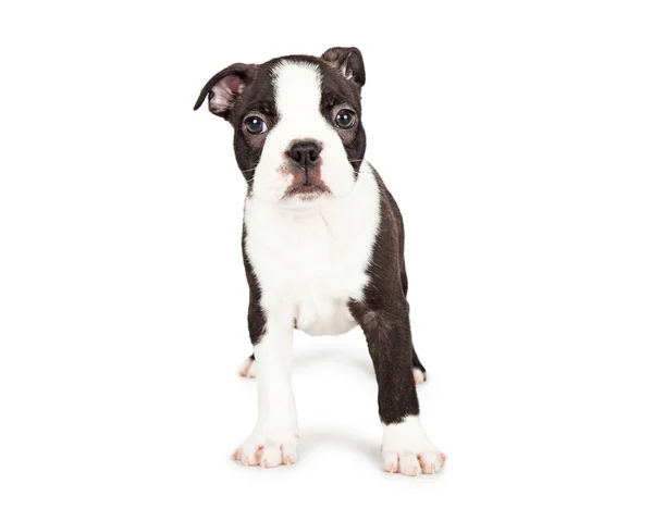 Boston terrier valp — Stockfoto