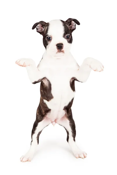 Boston Terrier cachorro mendicidad — Foto de Stock