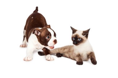 Oynak köpek yavrusu ve rahatsız yavru kedi