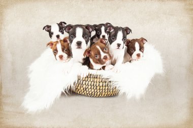 Sepet içinde Boston Terrier yavruları