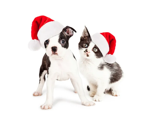 クリスマスの黒と白の子犬と子猫 — ストック写真