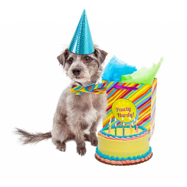 Terrier cane indossa cappello di compleanno — Foto Stock