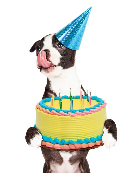 Aniversário cachorro segurando bolo — Fotografia de Stock