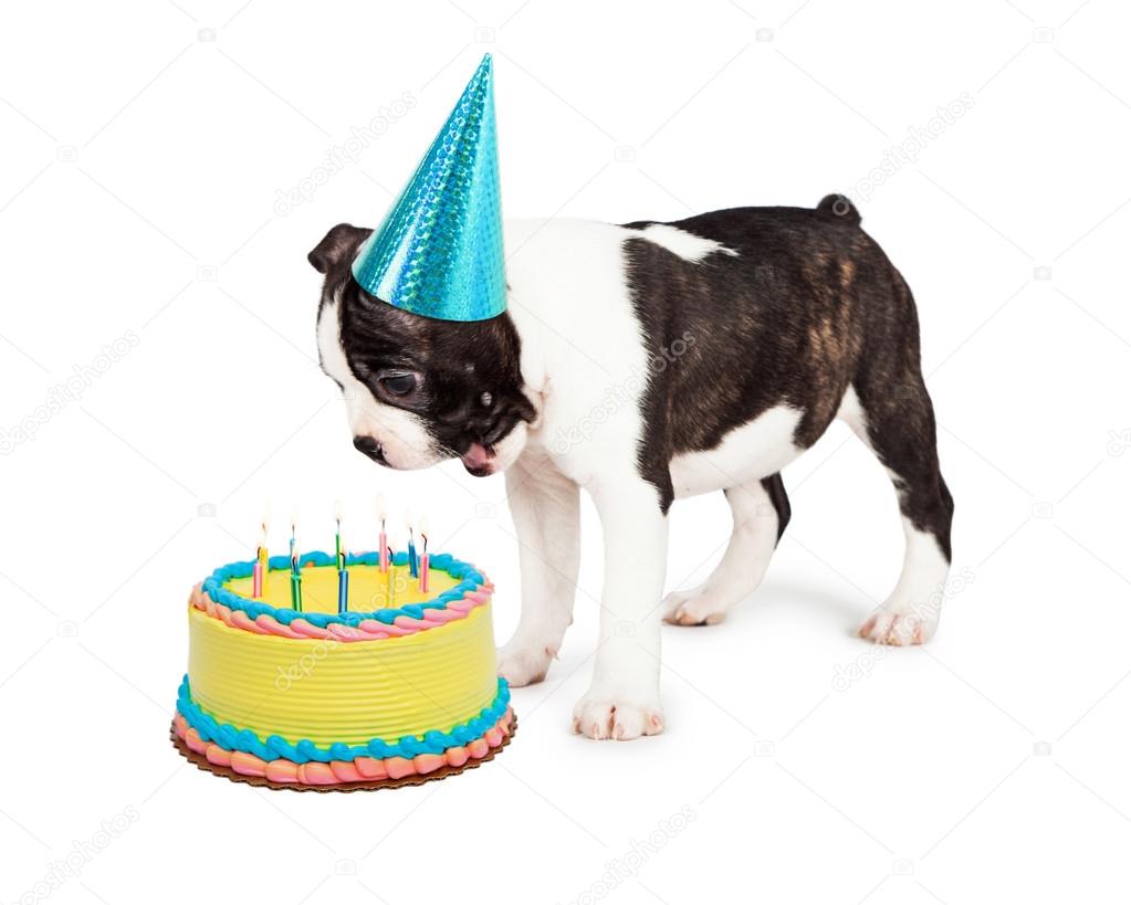 Photos De Petit Chien Joyeux Anniversaire Images De Petit Chien Joyeux Anniversaire Depositphotos Photos De Petit Chien Joyeux Anniversaire Images De Petit Chien Joyeux Anniversaire Depositphotos