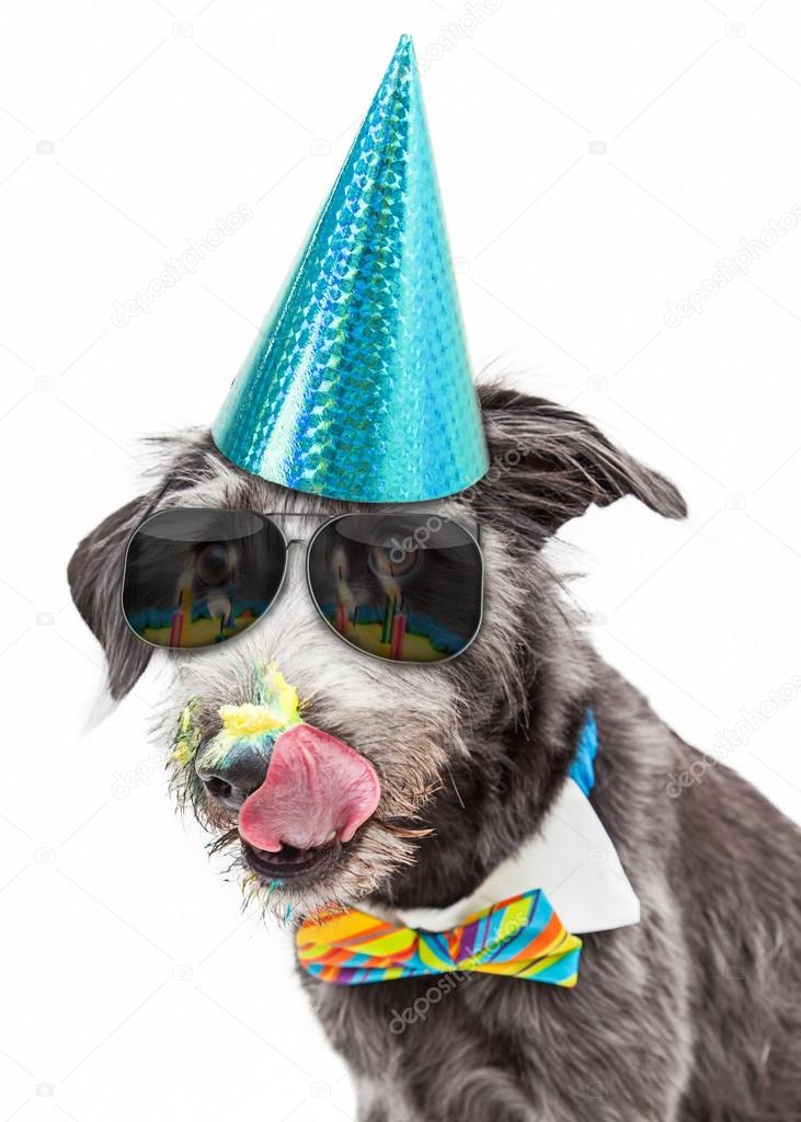 Funny dog eating Birthday cake
