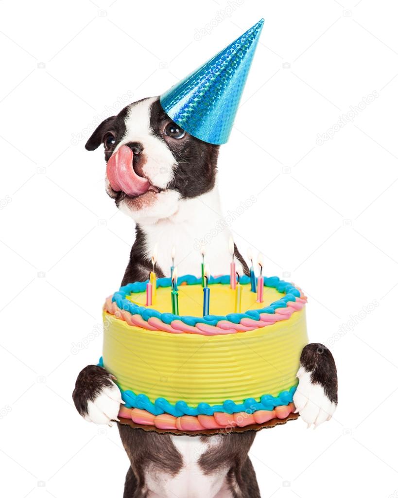 Photos De Petit Chien Joyeux Anniversaire Images De Petit Chien Joyeux Anniversaire Depositphotos Photos De Petit Chien Joyeux Anniversaire Images De Petit Chien Joyeux Anniversaire Depositphotos