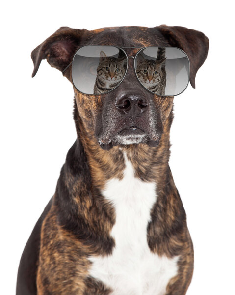 Dog with reflection of cat in sunglasses