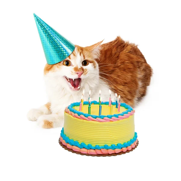 Drôle fou anniversaire chat avec gâteau — Photo