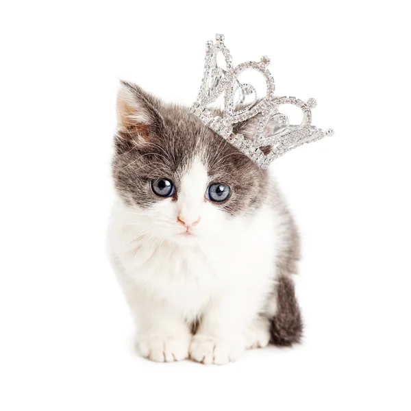 Aranyos cica viselése hercegnő korona — Stock Fotó