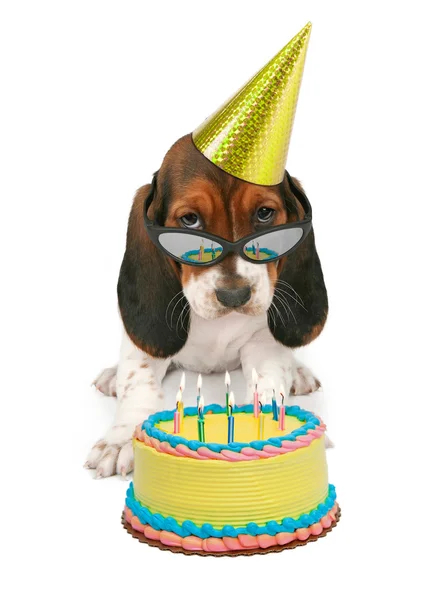 Basset Hound cucciolo con torta di compleanno — Foto Stock