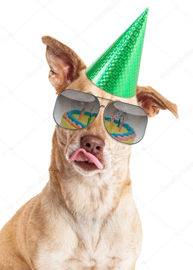 Dog in sunglasses reflecting birthday cake