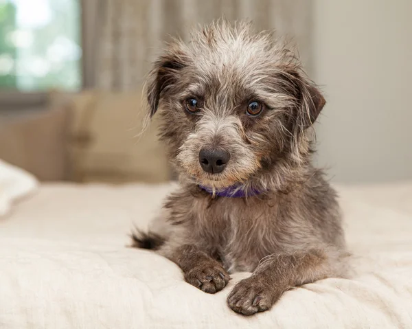 Piccolo cane di razza mista terrier — Foto Stock