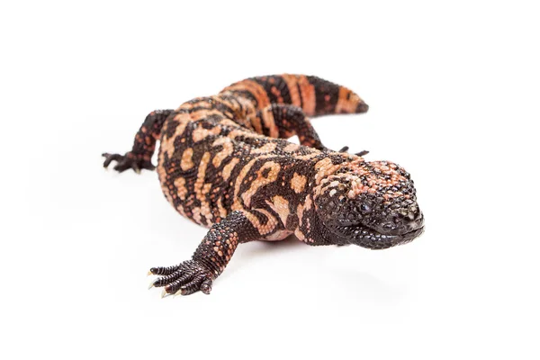 Gila Monster jaszczurka — Zdjęcie stockowe