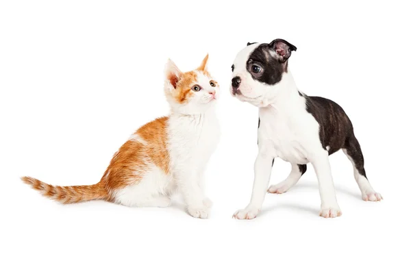 Boston Terrier cucciolo guardando gattino — Foto Stock