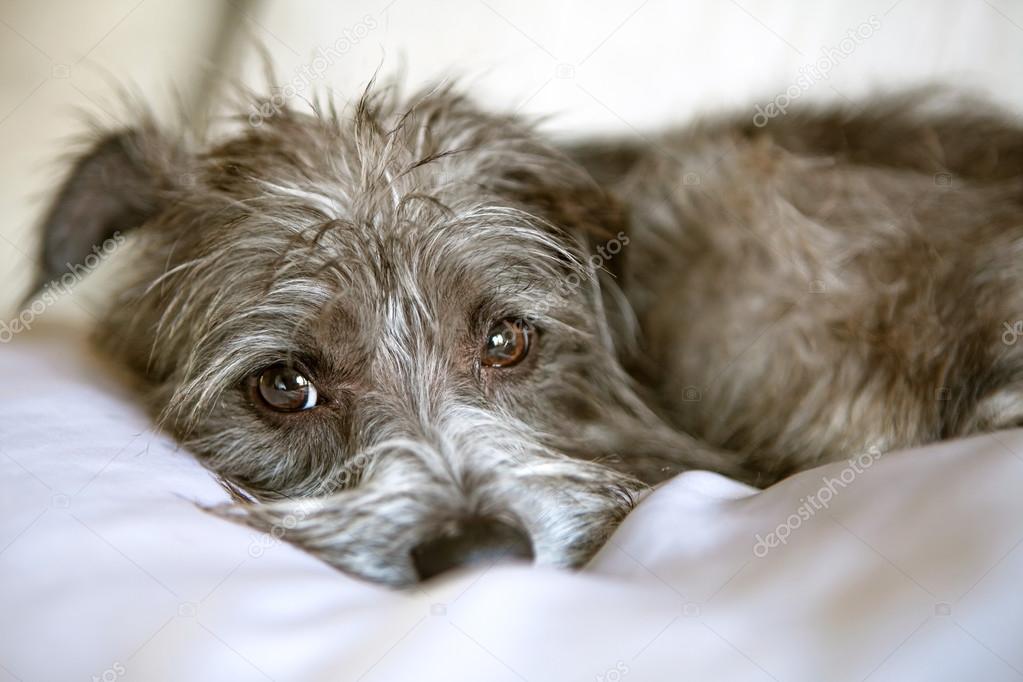 sleepy little terrier crossbreed dog