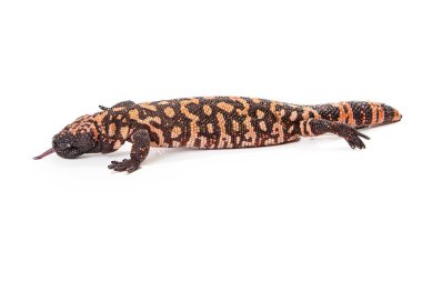 Gila canavarı kertenkele