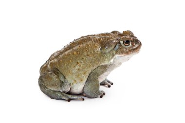 Sonoran desert toad clipart