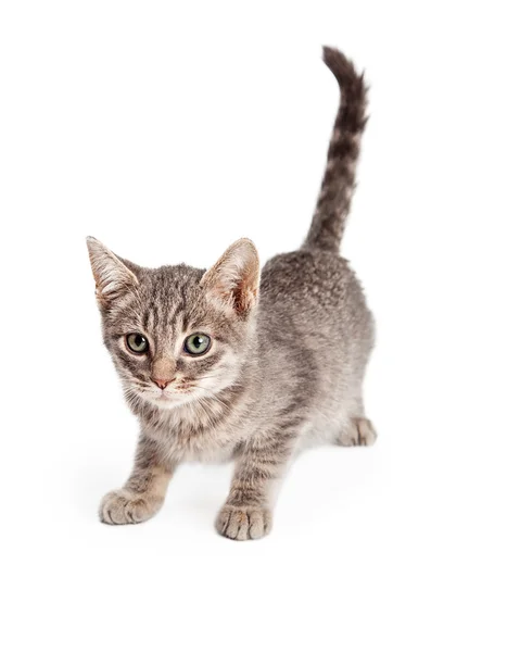 Adorabile giocoso Tabby Kitten — Foto Stock