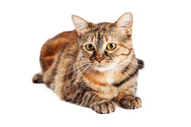 Güzel renkli tortie kedi döşeme